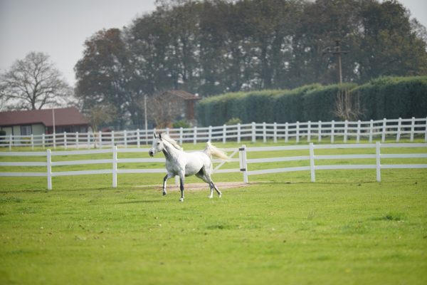 ___DSC7076
